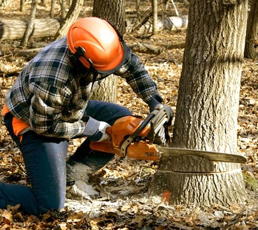 Tree Removal in Grass Lake, MI